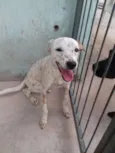 Pipoca