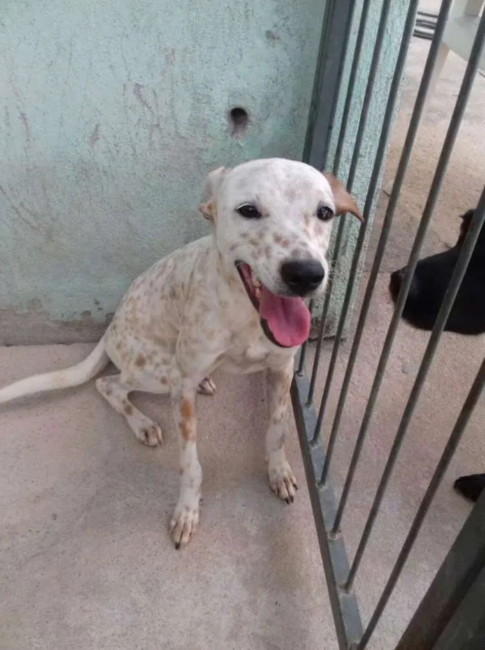 Cachorro raça SRD idade 7 a 11 meses nome Pipoca