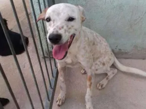 Cachorro raça SRD idade 7 a 11 meses nome Pipoca