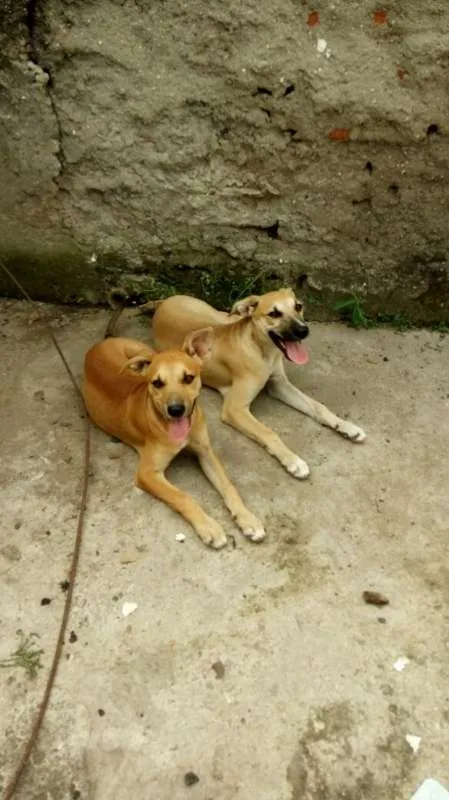 Cachorro ra a Vira Lata idade 2 a 6 meses nome Kiara e Leona