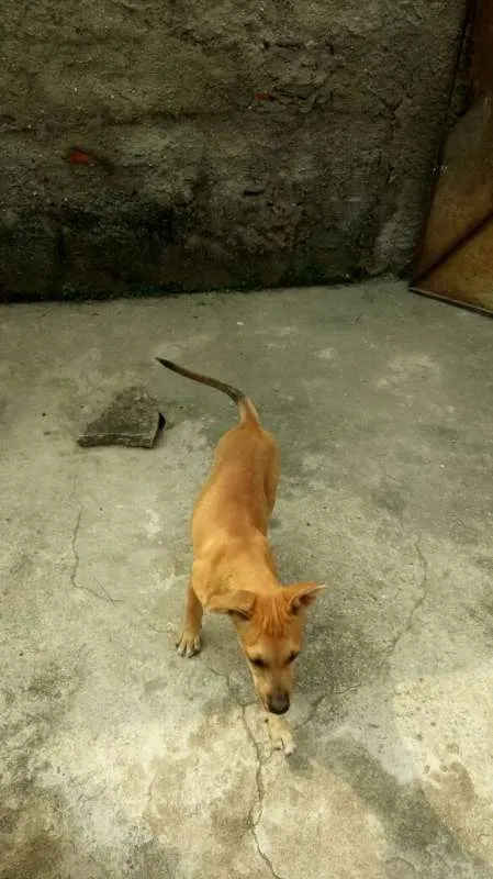 Cachorro ra a Vira Lata idade 2 a 6 meses nome Kiara e Leona