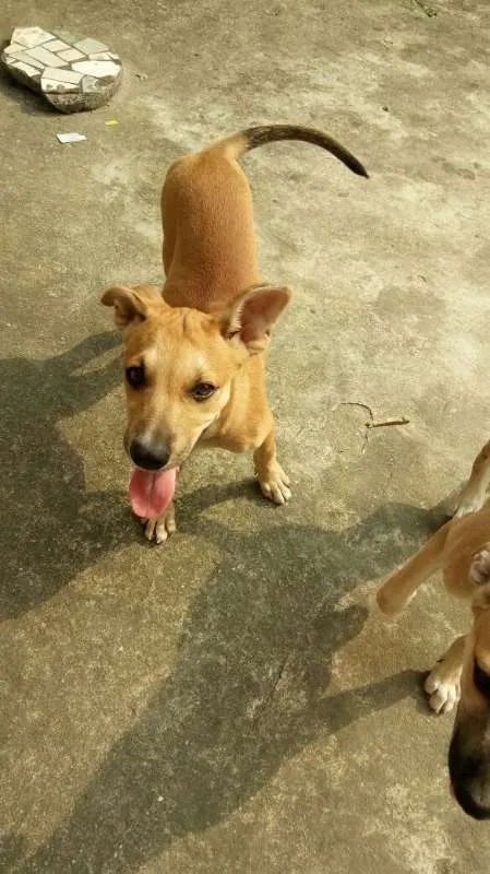 Cachorro ra a Vira Lata idade 2 a 6 meses nome Kiara e Leona