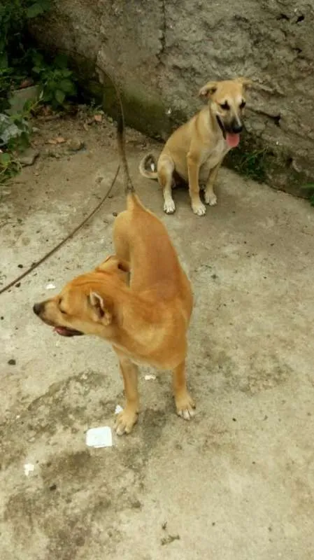 Cachorro ra a Vira Lata idade 2 a 6 meses nome Kiara e Leona