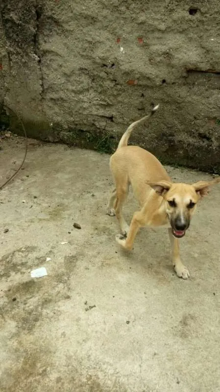 Cachorro ra a Vira Lata idade 2 a 6 meses nome Kiara e Leona