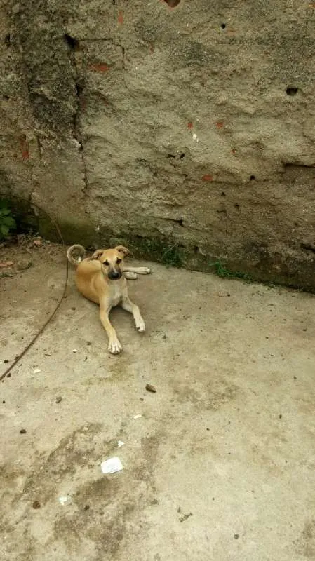 Cachorro ra a Vira Lata idade 2 a 6 meses nome Kiara e Leona