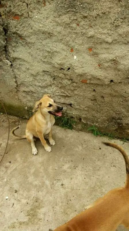 Cachorro ra a Vira Lata idade 2 a 6 meses nome Kiara e Leona