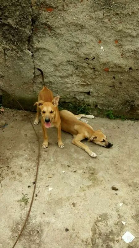 Cachorro ra a Vira Lata idade 2 a 6 meses nome Kiara e Leona