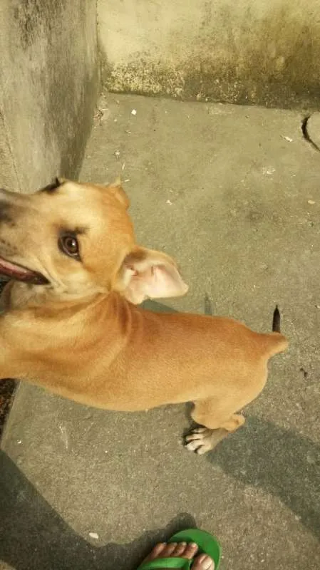 Cachorro ra a Vira Lata idade 2 a 6 meses nome Kiara e Leona