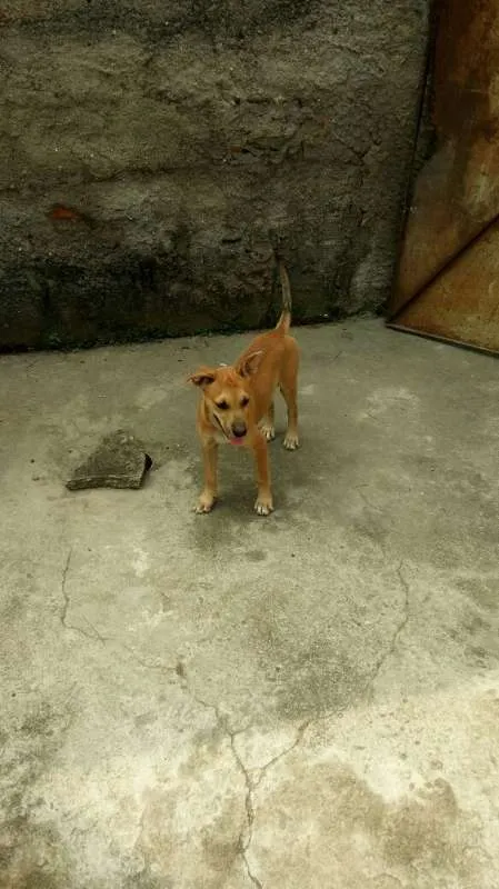 Cachorro ra a Vira Lata idade 2 a 6 meses nome Kiara e Leona