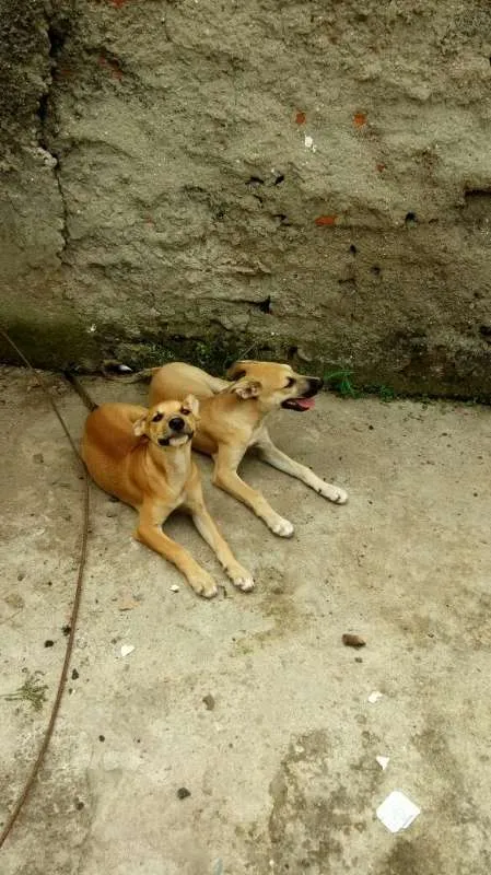 Cachorro ra a Vira Lata idade 2 a 6 meses nome Kiara e Leona