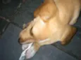 Marley