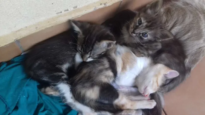 Gato raça  idade Abaixo de 2 meses nome Ainda não possui nom