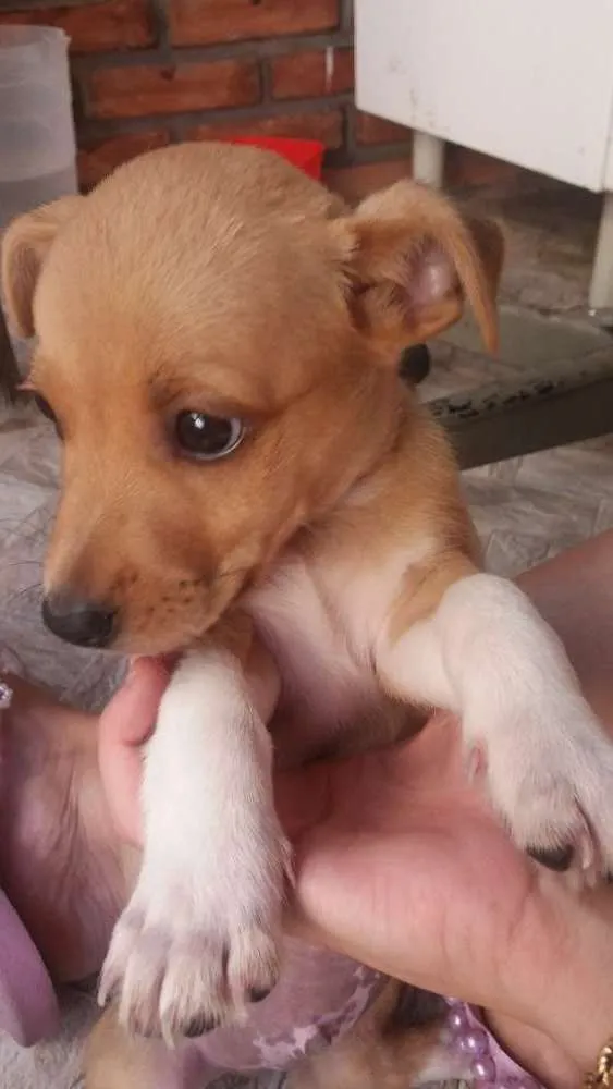 Cachorro ra a Filhote idade  nome Sem nome