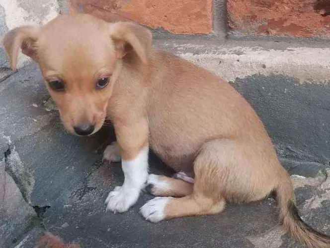 Cachorro ra a Filhote idade  nome Sem nome