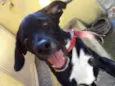 Soneca e pipoca