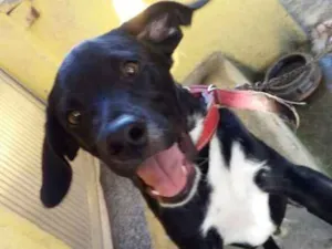 Cachorro raça Labrador  idade 2 a 6 meses nome Soneca e pipoca