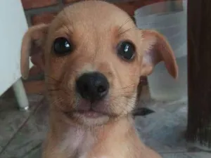 Cachorro raça Filhote idade  nome Sem nome