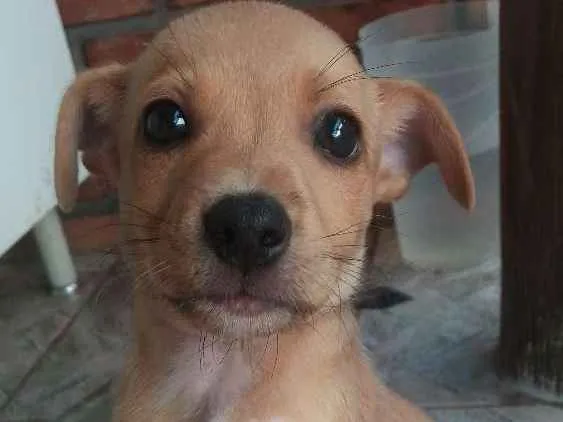 Cachorro ra a Filhote idade  nome Sem nome