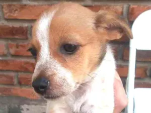 Cachorro raça Filhote  idade 2 a 6 meses nome Sem nome