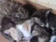 Ainda não possui nom