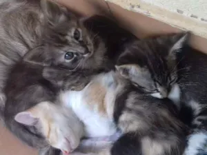 Gato raça  idade Abaixo de 2 meses nome Ainda não possui nom