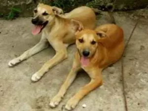 Cachorro raça Vira Lata idade 2 a 6 meses nome Kiara e Leona