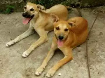 Cachorro ra a Vira Lata idade 2 a 6 meses nome Kiara e Leona