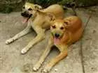 Cachorro raça Vira Lata idade 2 a 6 meses nome Kiara e Leona