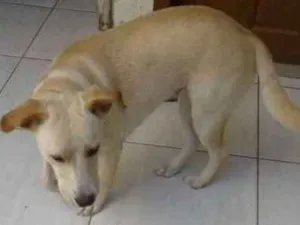 Cachorro raça mestiça idade 7 a 11 meses nome Clara
