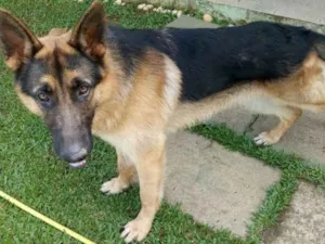 Cachorro raça Pastor alemão  idade 7 a 11 meses nome Deutsh