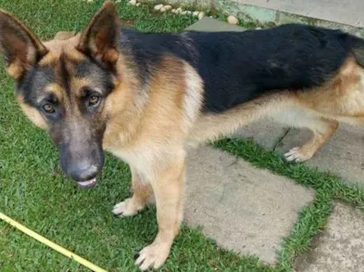 Cachorro raça Pastor alemão  idade 7 a 11 meses nome Deutsh