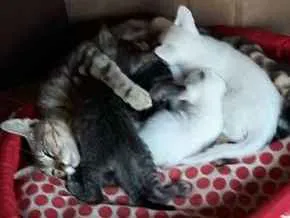 Gato ra a  idade Abaixo de 2 meses nome Tigresa e Filhotes