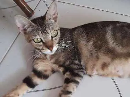 Gato ra a  idade Abaixo de 2 meses nome Tigresa e Filhotes