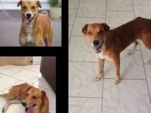 Cachorro raça Vira-lata idade 2 anos nome Mike