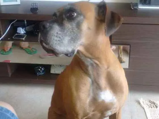 Cachorro ra a Boxer idade 6 ou mais anos nome Polly