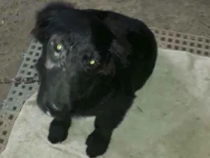 Cachorro raça  idade 2 a 6 meses nome Sem nome