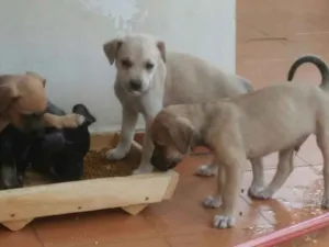 Cachorro raça Vira-lata idade 2 a 6 meses nome SN