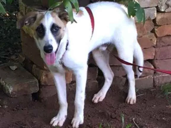 Cachorro ra a não definida idade 2 a 6 meses nome sem nome