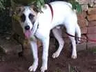 Cachorro raça não definida idade 2 a 6 meses nome sem nome