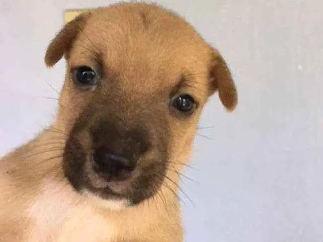 Cachorro ra a vira lata com Australiano idade Abaixo de 2 meses nome não tem nome ainda