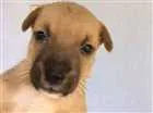 Cachorro raça vira lata com Australiano idade Abaixo de 2 meses nome não tem nome ainda