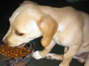 Cachorro raça Não sei  idade 2 a 6 meses nome Marley 
