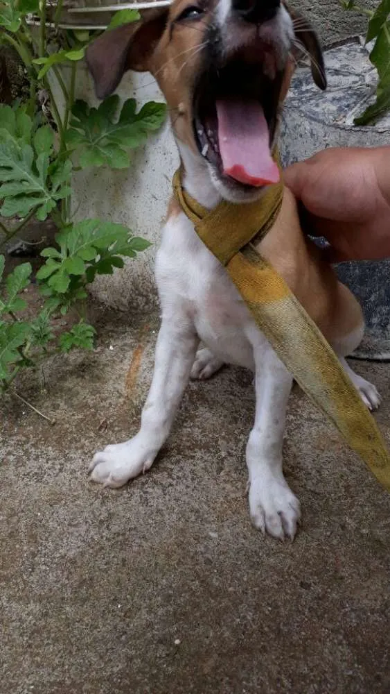 Cachorro raça SRD idade Abaixo de 2 meses nome Flash