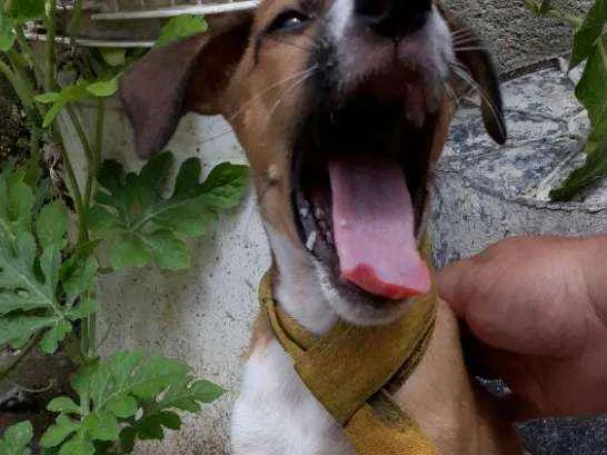 Cachorro raça SRD idade Abaixo de 2 meses nome Flash