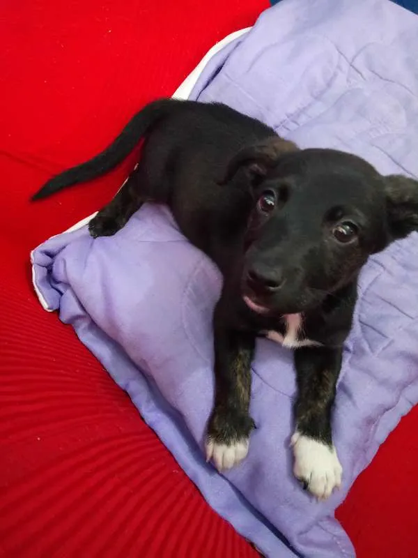 Cachorro ra a Desconhecida idade 2 a 6 meses nome Pérola