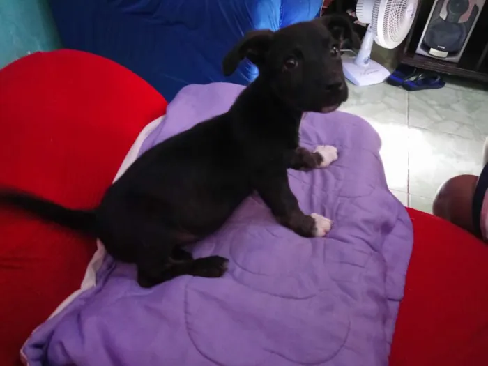Cachorro ra a Desconhecida idade 2 a 6 meses nome Pérola