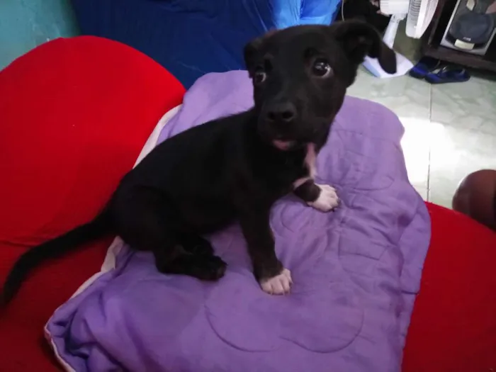 Cachorro ra a Desconhecida idade 2 a 6 meses nome Pérola