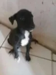 pepita