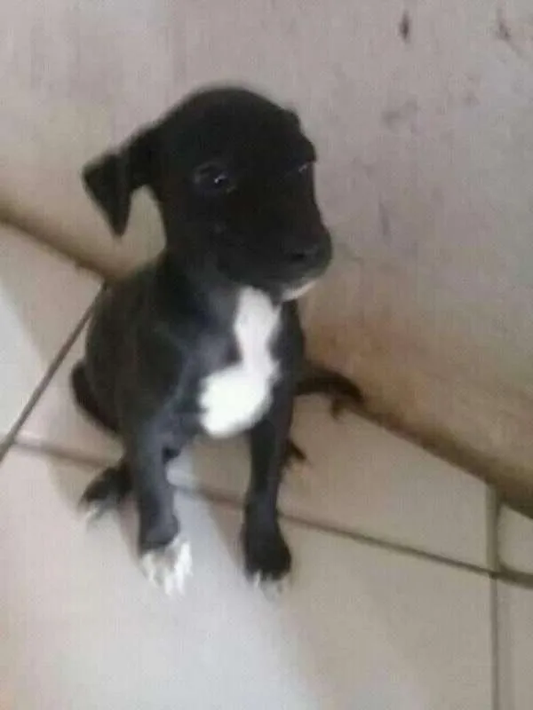 Cachorro ra a srd idade 2 a 6 meses nome pepita