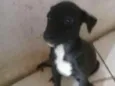 pepita